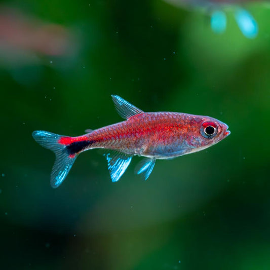 Ruby Tetra