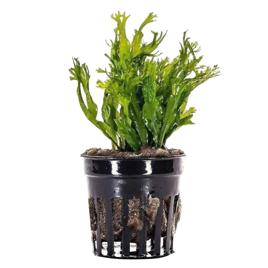 Java Fern Rhyzome Rhizome Plants – Aquarium & Reptile Depot